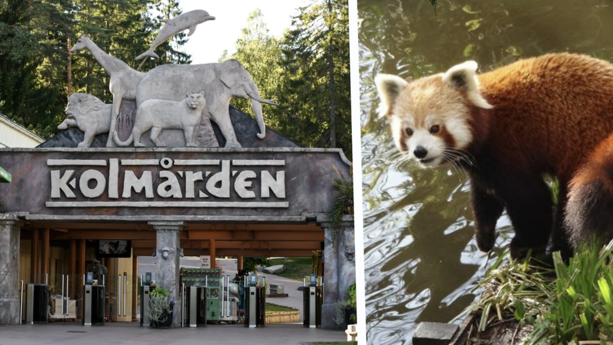 Den röda pandan Arjun försvunnen från Kolmården.